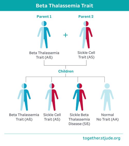 Gráfico que muestra los rasgos de los progenitores con un progenitor portador del rasgo de beta talasemia y los otros progenitores portadores del rasgo de células falciformes da como resultado un 25 % de probabilidades de tener un(a) hijo(a) con la anemia de células falciformes, un 25 % de probabilidades de tener un(a) hijo(a) con el rasgo de beta talasemia, un 25 % de probabilidades de tener un(a) hijo(a) con el rasgo de células falciformes y un 25 % de probabilidades de tener un(a) hijo(a) sin el rasgo o la enfermedad