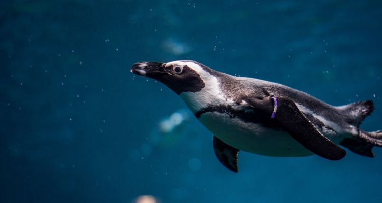 Image of penguin in aquarium
