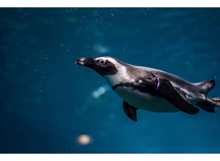 Image of penguin in aquarium