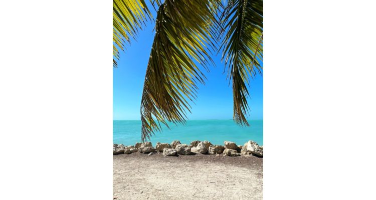 Palm tree in foreground, aqua ocean and blue sky in background