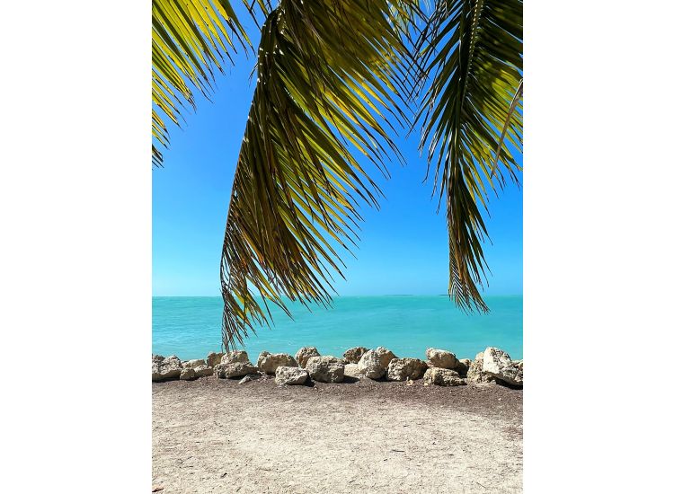 Palm tree in foreground, aqua ocean and blue sky in background