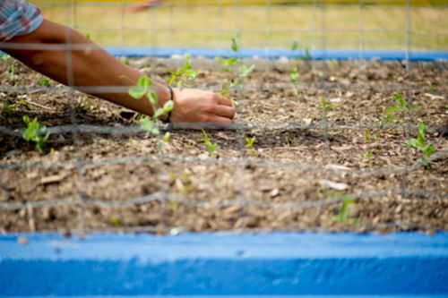 Gardening is one activity that pediatric cancer survivors might choose to make physical activity more enjoyable