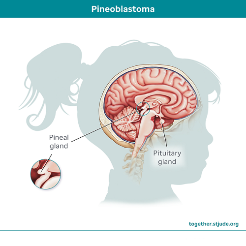 Medical illustration of brain anatomy