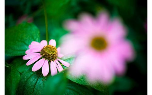 Pink flower