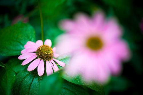 Photo of purple flower