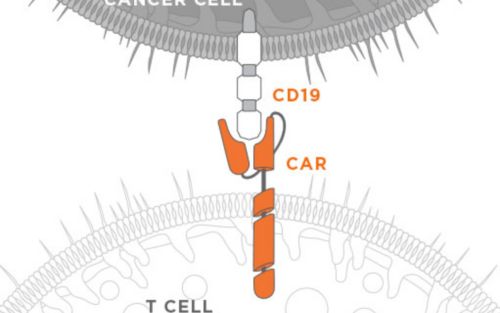 graphic showing chimeric antigen receptor