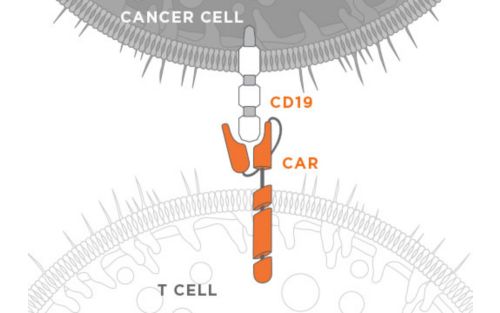 graphic showing chimeric antigen receptor