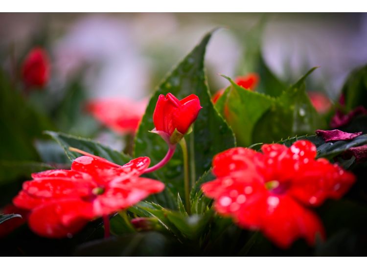 photo of red flowers