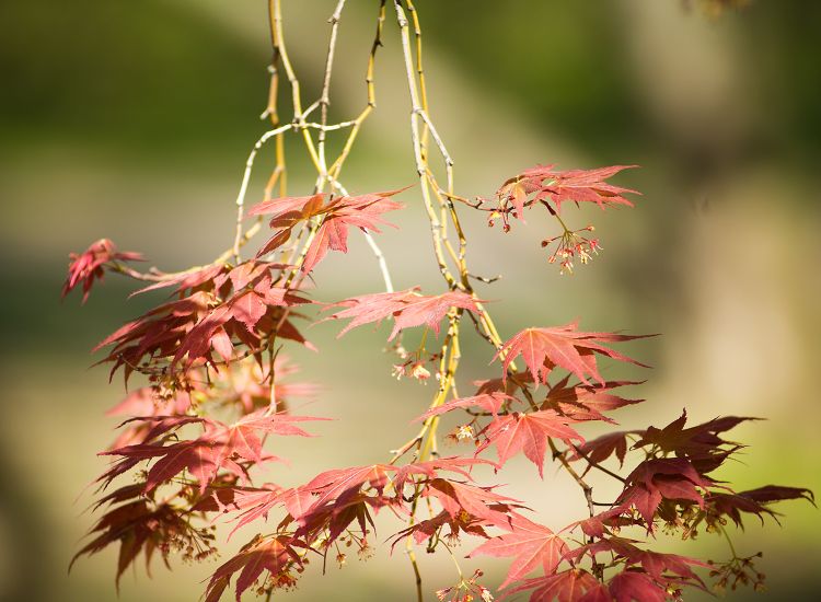 Photo of a red maple tree