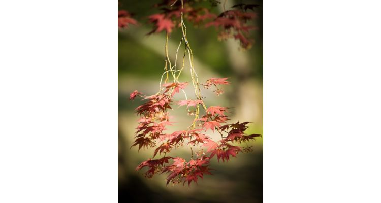 Photo of a red maple tree