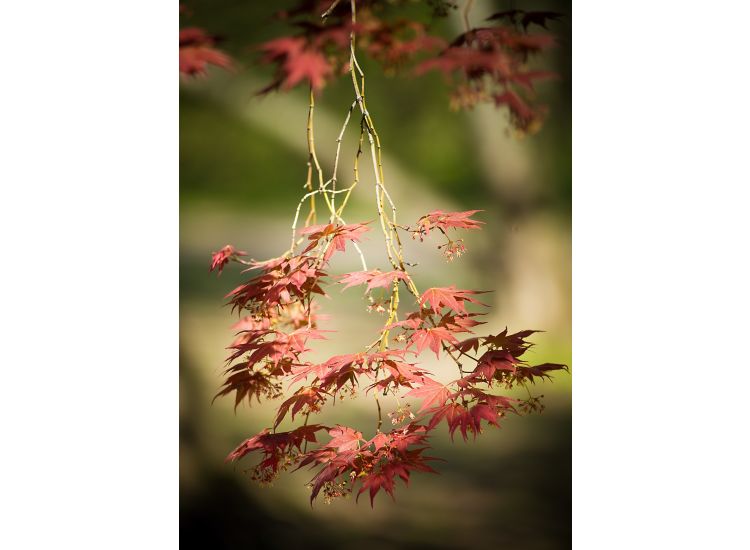 Photo of a red maple tree