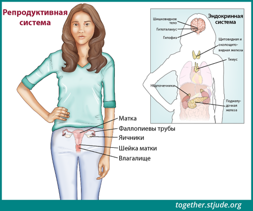 На этом рисунке изображена девушка-подросток с обозначенными органами: маткой, маточными трубами, яичниками, шейкой матки и влагалищем. Справа от основного изображения на фоне силуэта молодой женщины также показаны органы эндокринной системы: шишковидное тело, гипоталамус, гипофиз, щитовидная железа и околощитовидная железа, тимус, надпочечники и поджелудочная железа.