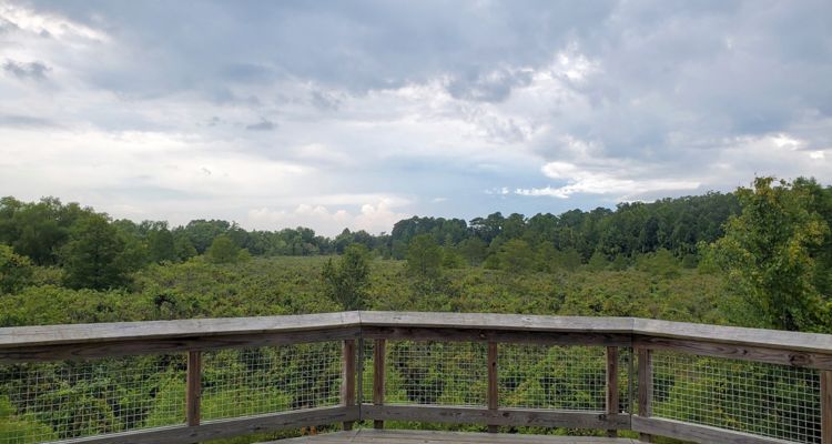 Viewing platform at Robbins Halle Park overlooking trees.