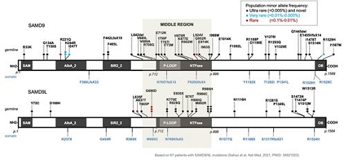 illustration of SAMD9 and SAMD9L genes