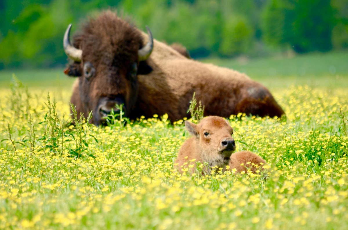 Bison and its calf