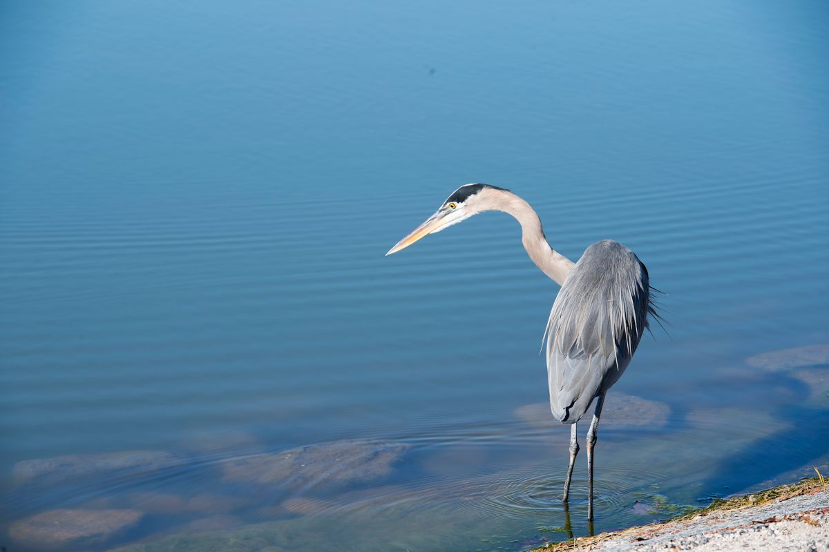 Heron standing in a lake on a sunny day.
