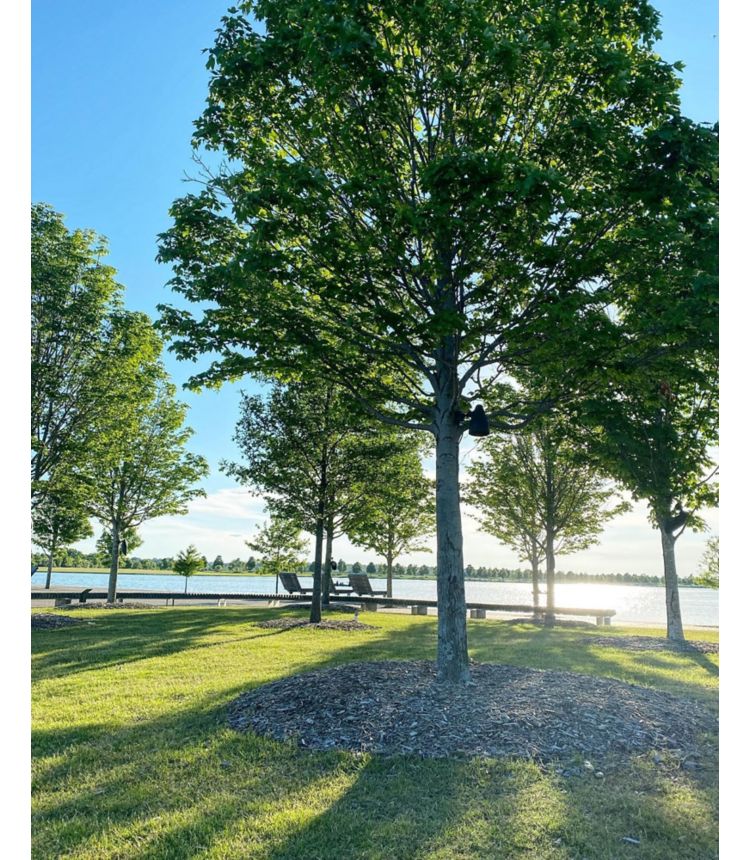 Trees on a lawn by a pond