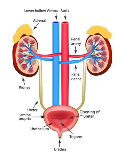Illustration des reins et de la vessie et de leur connexion. Les glandes surrénales se trouvent au-dessus des reins. La vessie se trouve en bas, reliée aux reins par les uretères.