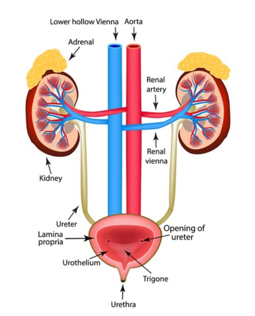 गुर्दे और मूत्राशय का आपस में जुड़े होने के तरीके से संबंधित एक ग्राफ़िक। गुर्दे के ऊपर अधिवृक्क ग्रंथि (एड्रेनल ग्लैंड) होती हैं। सबसे नीचे, यूरेटर्स के माध्यम से जो गुर्दे से जुड़ा है, वो मूत्राशय है।