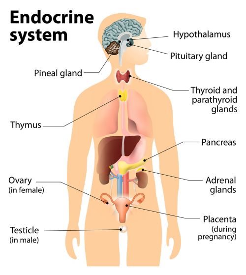 Illustration d'une silhouette représentant le système endocrinien. L'épiphyse, le thymus, les ovaires (pour les femmes), les testicules (pour les hommes), l'hypothalamus, l'hypophyse, la glande thyroïde et les glandes parathyroïdes, le pancréas, les glandes surrénales et le placenta (pour les femmes) y sont identifiés.