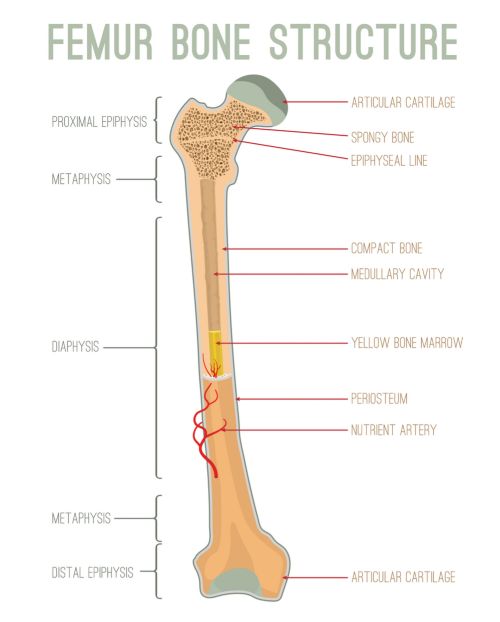 A NAV pode ocorrer nas extremidades dos ossos longos, como a cabeça do fêmur. Aqui, a estrutura óssea do fêmur está rotulada, identificando a epífise proximal articular, a metáfise, a diáfise e a epífise distal.