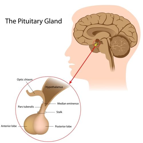 Illustration montrant l'emplacement de l'hypophyse dans le cerveau. Le chiasma optique, le lobe tubéral, le lobe antérieur, le lobe postérieur, la tige, l'éminence médiane et l'hypothalamus y sont identifiés.