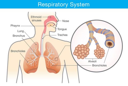 Illustration du système respiratoire sur laquelle le nez, les sinus ethmoïdes, la langue, le pharynx, la trachée, les poumons, les bronches et les bronchioles sont identifiés. Illustration agrandie montrant un gros plan des alvéoles et des bronchioles, qui sont identifiées.