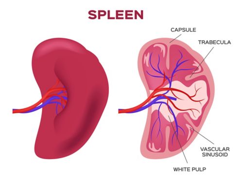 Illustration de la rate, avec la vue de gauche montrant une vue extérieure et la vue de droite montrant une coupe transversale. Dans la coupe transversale, la capsule, la trabécule, la sinusoïde vasculaire et la pulpe blanche sont identifiées.