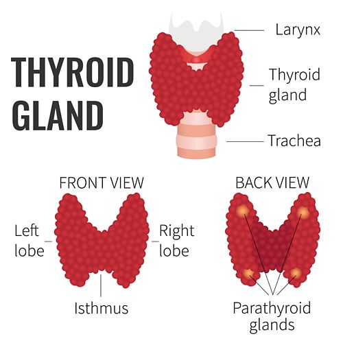 Illustration de la glande thyroïde, en trois versions. En haut, la glande thyroïde illustrée sur la trachée. En bas, deux vues montrant la glande thyroïde de face (où le lobe gauche, le lobe droit et l'isthme sont identifiés) et de derrière (où quatre glandes parathyroïdes sont identifiées).