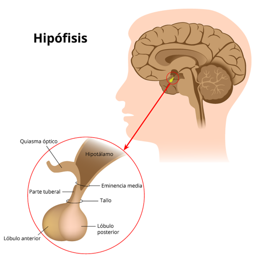 Un gráfico que muestra la ubicación de la hipófisis en el cerebro. Las partes etiquetadas de la hipófisis son el quiasma óptico, la parte tuberal, el lóbulo anterior, el lóbulo posterior, el tallo, la eminencia media y el hipotálamo.