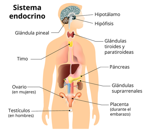 Un gráfico de la silueta de una persona que muestra el sistema endocrino. Las partes con etiquetas son las siguientes: glándula pineal, timo, ovarios (mujeres), testículos (en hombres), hipotálamo, hipófisis, tiroides y paratiroides, páncreas, glándulas suprarrenales y placenta (en mujeres).