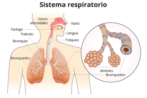 Un gráfico del sistema respiratorio con indicadores para la nariz, los senos etmoidales, la lengua, la faringe, la tráquea, los pulmones, el bronquio y los bronquiolos. Un gráfico, con aumento, muestra un primer plano de los alvéolos y los bronquiolos, con indicadores.