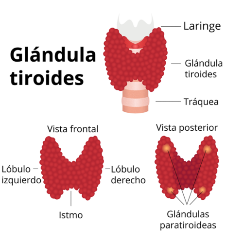 Un gráfico de la glándula tiroides en tres versiones. La imagen superior muestra la glándula tiroides en la tráquea. En la parte inferior, hay dos vistas que muestran la parte frontal (con etiquetas para el lóbulo izquierdo, lóbulo derecho e istmo) y la parte posterior (con etiquetas para las cuatro glándulas paratiroideas).