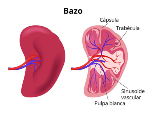 Un gráfico del bazo en el que se ve el exterior, a la izquierda, y un corte transversal, a la derecha. En el corte transversal, hay etiquetas de la cápsula, la trabécula, el sinusoide vascular y la pulpa blanca.