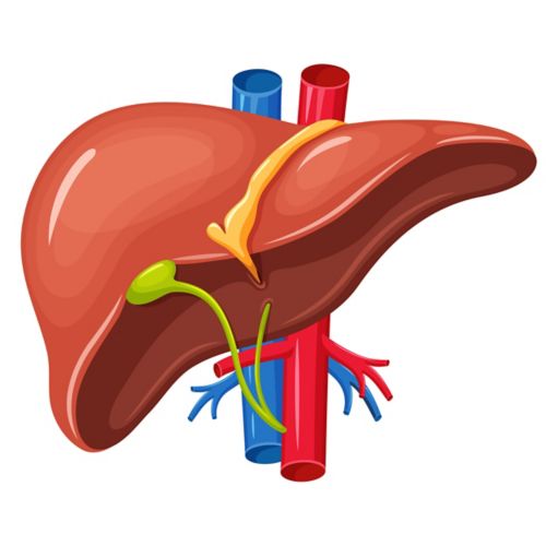 Illustration d'un foie montrant la forme triangulaire et le ligament falciforme jaune au-dessus.