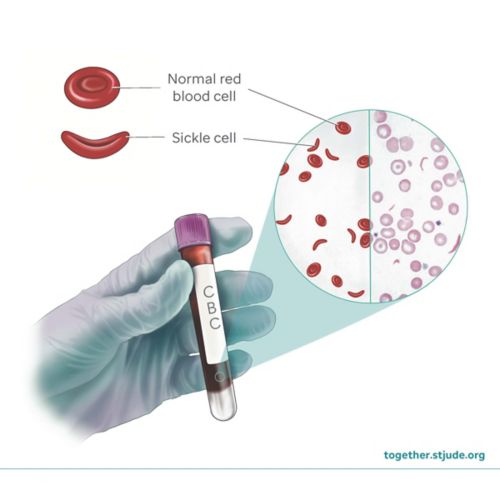 diagram of blood cells