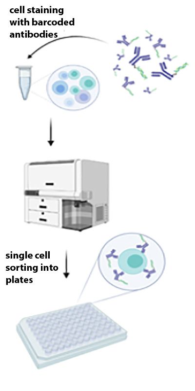 graphic depicting a workflow overview 