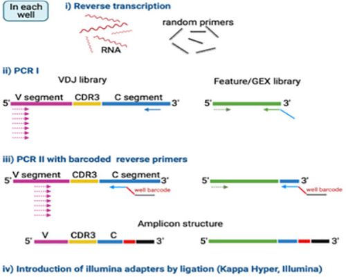 graphic showing library preparation pipeline