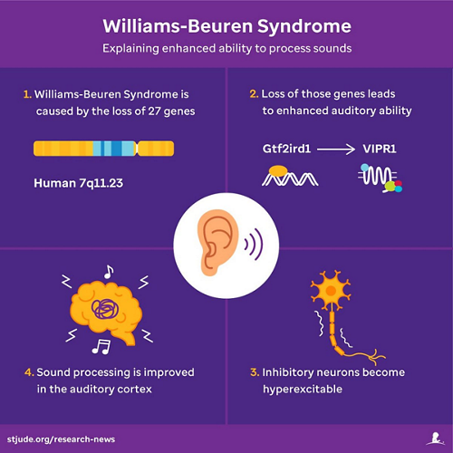 graphic about Williams-Beuren Syndrome