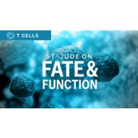 Immunology fate and function illustration
