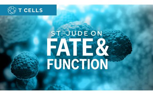 Immunology fate and function illustration