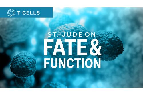 Immunology fate and function illustration