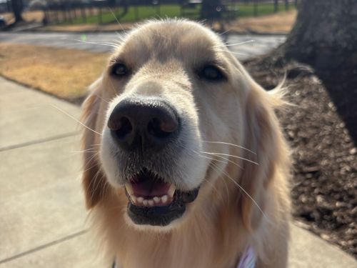 Rose, a Golden Retriever
