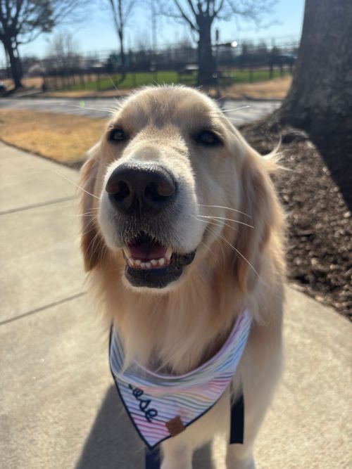 Rose, a Golden Retriever