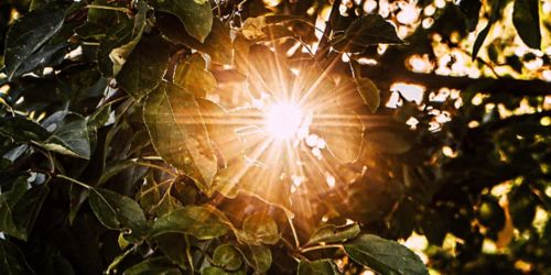 image of sunlight shining through trees