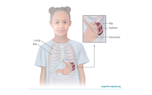 Illustration of stomach, rib, spleen, and lung