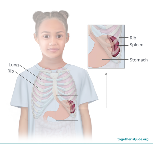 Illustration of rib, spleen, stomach, lung, and rib