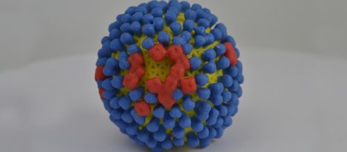 A 3D print of influenza virus shows the yellow surface covered with proteins called hemagglutinin (colored blue) and neuraminidase (colored red) that enable the virus to enter and infect human cells. Image provided by the National Institutes of Health.