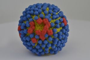 A 3D print of influenza virus shows the yellow surface covered with proteins called hemagglutinin (colored blue) and neuraminidase (colored red) that enable the virus to enter and infect human cells. Image provided by the National Institutes of Health.