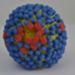 A 3D print of influenza virus shows the yellow surface covered with proteins called hemagglutinin (colored blue) and neuraminidase (colored red) that enable the virus to enter and infect human cells. Image provided by the National Institutes of Health.